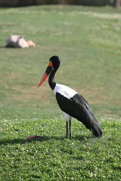 Oiseau à Biopark Valencia — Photo