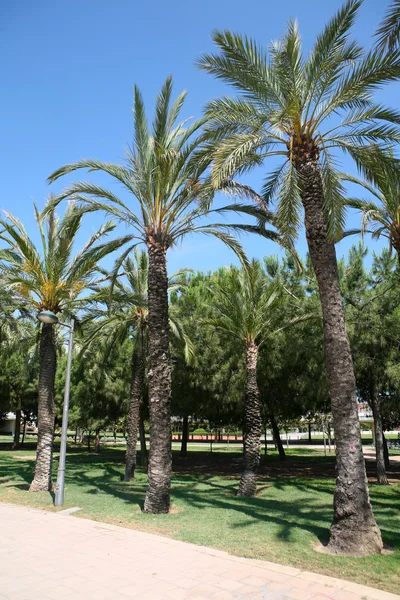 Palmové stromy lemující cestu ve Valencii — Stock fotografie