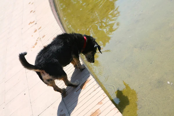 Dog is looking at her reflection in the water — Stock Photo, Image