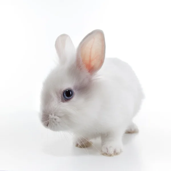Weißes Kaninchen isoliert auf weißem Hintergrund — Stockfoto