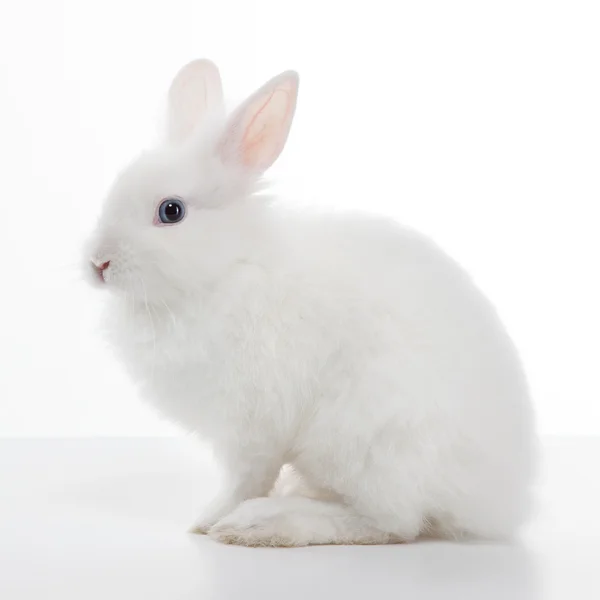 Белый кролик изолирован на белом фоне — стоковое фото