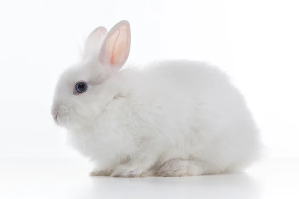 孤立在白色背景上的白兔子 — 图库照片