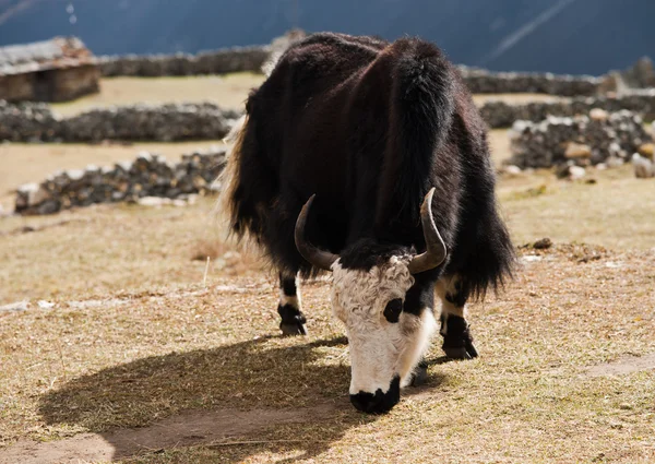 stock image Rural life in Nepal: Yak and highland village