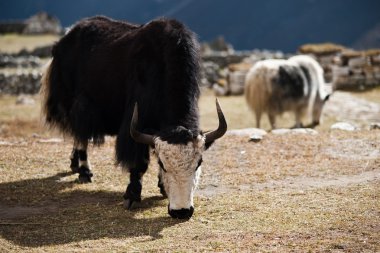 Yaks in highland village in Himalayas clipart