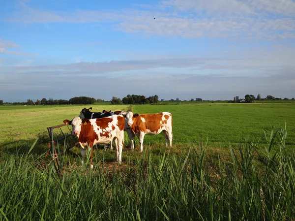 Vacas en el prado —  Fotos de Stock