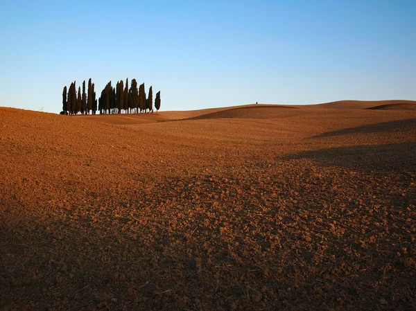 Bunch of cypresses in Tuscany — Stock Photo, Image