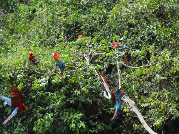 Zöld szárnyú papagáj csoport — Stock Fotó