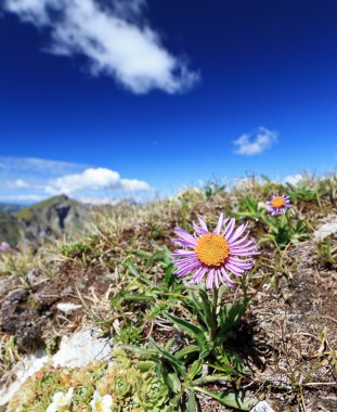 Aster Alpinus