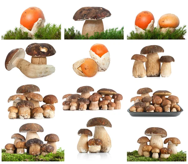 Mushrooms collage — Stock Photo, Image