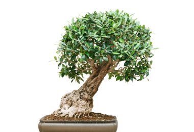 Bonsai tree clipart