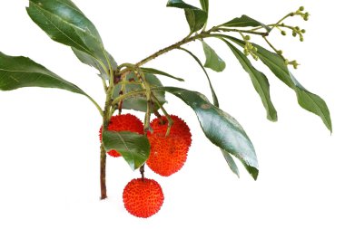 Bunch of arbutus clipart