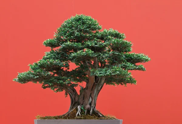 Yew bonsai — Stock Photo, Image