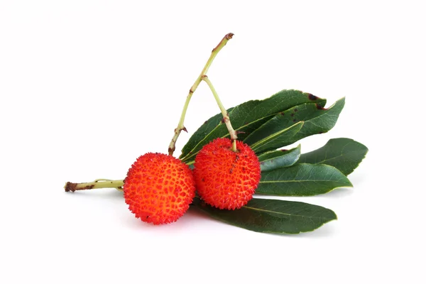 stock image Red bayberry over white