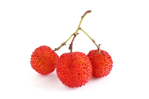 stock image Three red bayberries