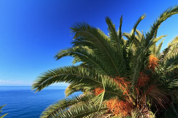 stock image Palm over the sea