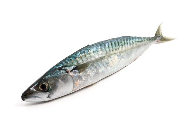 Makrela nad bílá — Stock fotografie