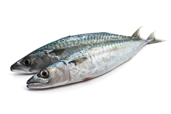 Two fresh mackerel — Stock Photo, Image