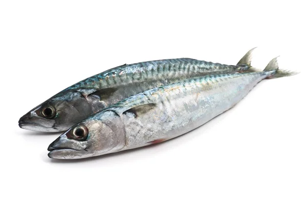 stock image Two fresh mackerel