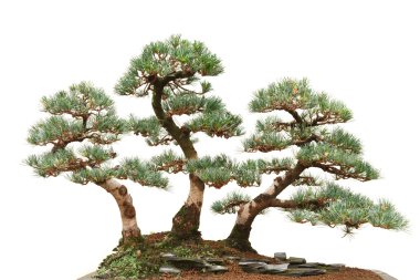 Üç çam bonsai ağaçlar