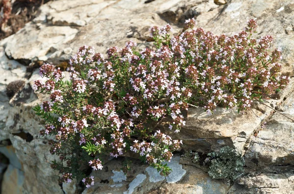 Thyme with flowers — Stock Photo, Image