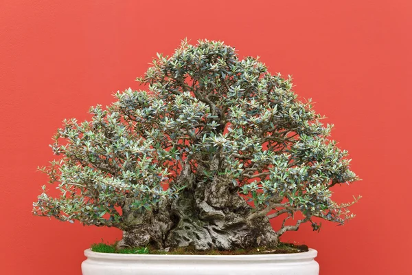 Régi bonsai fa — Stock Fotó
