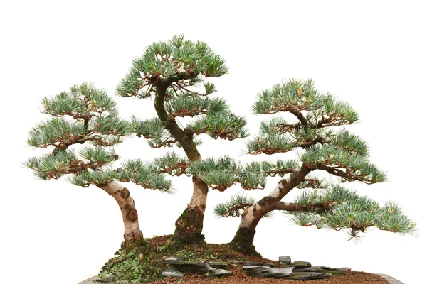 Üç çam bonsai ağaçlar — Stok fotoğraf