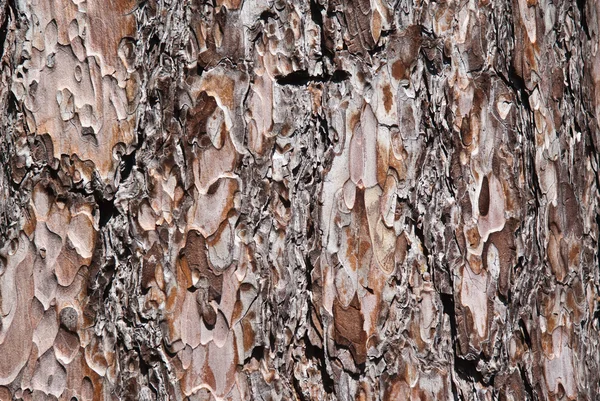 stock image Tree bark