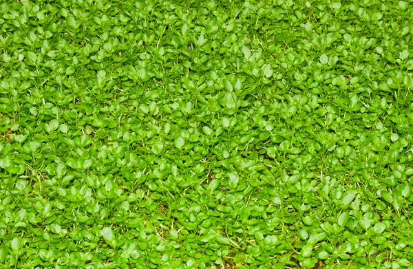 Echtes grünes Gras lizenzfreie Stockbilder