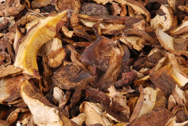 Dried porcini mushrooms — Stock Photo, Image