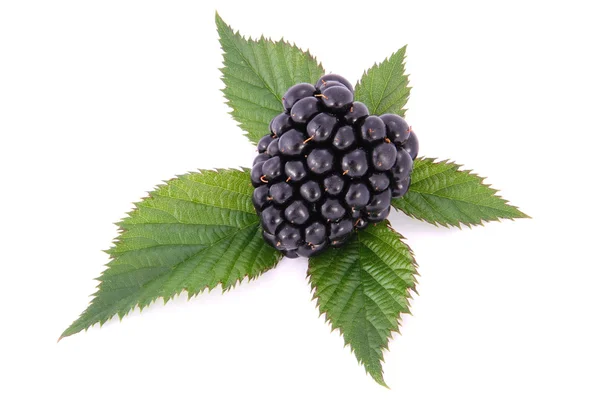 Blackberry с листьями на белом — стоковое фото