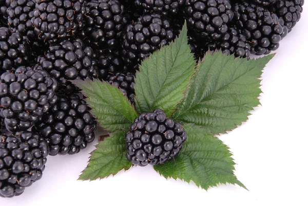 Blackberrys with Leafs — Stock Photo, Image