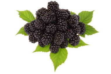 A heap of blackberries clipart