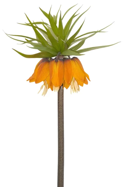 Fritillaria imperialis rubra gebräuchlicher Name Crown Imperial — Stockfoto