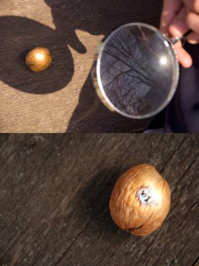 Hand with a magnifying glass burning walnut clipart