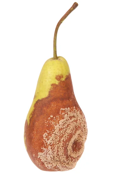 Ett ruttet päron på vit — Stockfoto