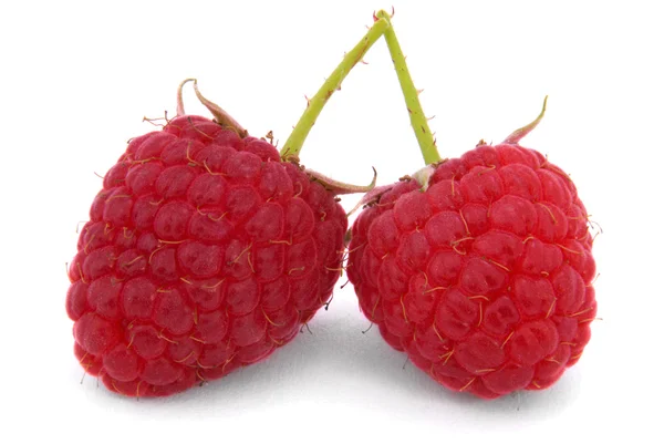 Tallo de araña de fruta de frambuesa —  Fotos de Stock