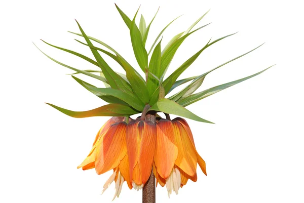 Fritillaria imperialis rubra ortak adı taç Imperial — Stok fotoğraf