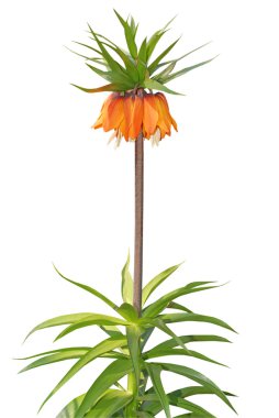 Fritillaria imperialis Rubra common name Crown Imperial clipart