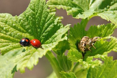 sevgi dolu birbirlerine ladybugs ve buğday