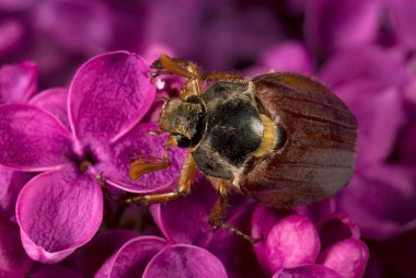 May-bug climbing on the violet lilac flowers clipart