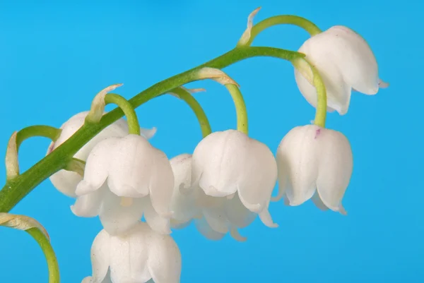 stock image Lily of the valley