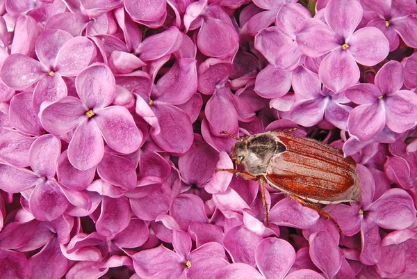 May-bug climbing on the violet lilac. — Stock Photo, Image