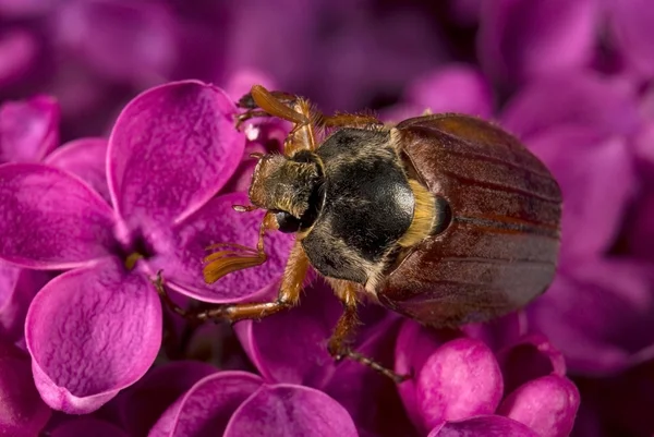 May-bug climbing on the violet lilac flowers — Stock Photo, Image