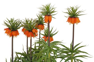 Fritillaria imperialis Rubra common name Crown Imperial clipart