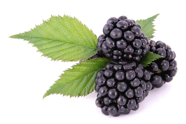 Blackberrys com folhas — Fotografia de Stock