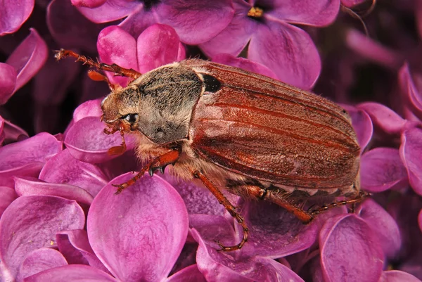 Mayıs-böcek üzerinde mor Eflatun tırmanış — Stok fotoğraf