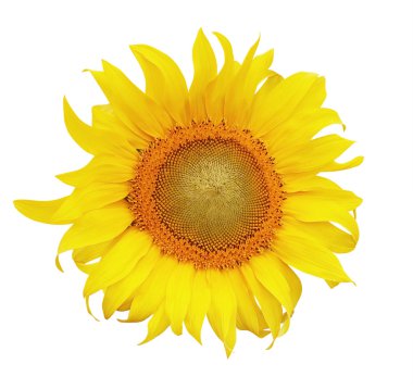 Sunflower clipart