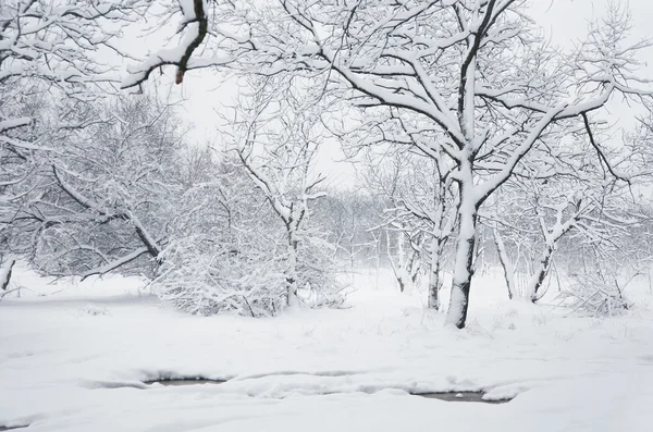 stock image Winter scene