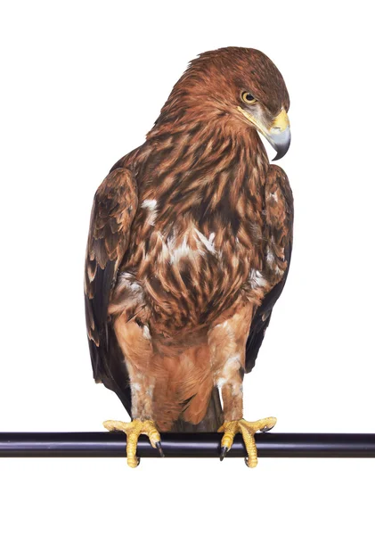 Eagle on white — Stock Photo, Image