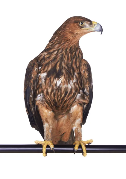 Eagle on white — Stock Photo, Image